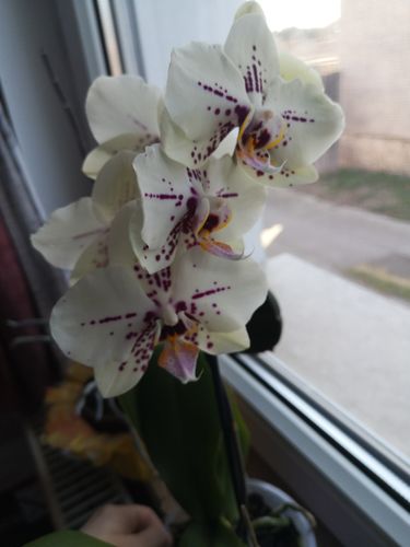 Image #1 from Pirityi B.